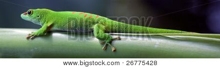 Geco verde sul tetto (zoo di Zurigo)