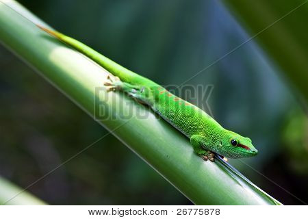 Geco verde sulla foglia (zoo di Zurigo)