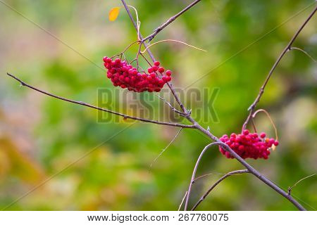 Rowan On A Branch. Red Rowan. Rowan Berries On Rowan Tree. Sorbus Aucuparia.