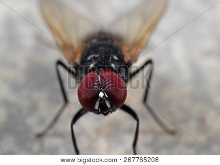 Macro Photography Of Noon Fly On The Floor