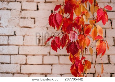 Background Of Red And Green Virginia Creeper Known As Five-leaved Ivy On The Wall.