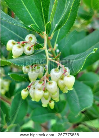 Arbutus Flowers Evergreen Shrub Garden Plant Arbutus Flowers