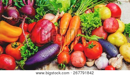 Different Bio Vegetables. Selective Focus. Food Nature.