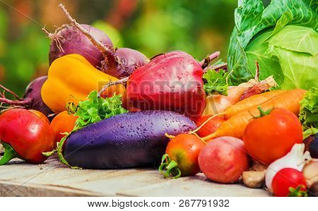 Different Bio Vegetables. Selective Focus. Food Nature.