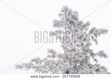 Frozen Graphic Pine Against A Cloudy Sky During A Snowfall