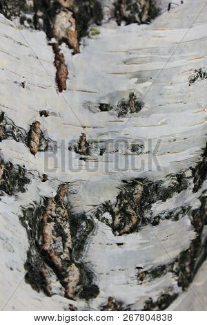 Birch Tree Trunk Texture Close Up View. Natural Background Of Birch Tree Trunk With White And Black 