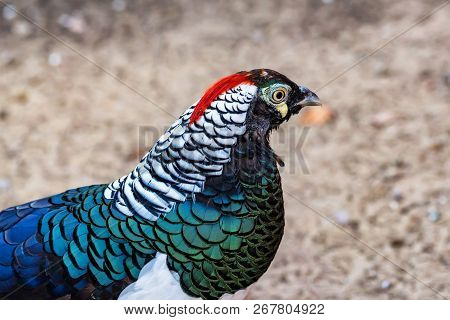 Close Up Beautiful Diamond Pheasant Or Chrysolophus Amherstiae