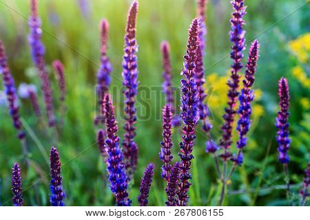 Fresh Purple Flowers Of Sage Or Salvia Divinorum