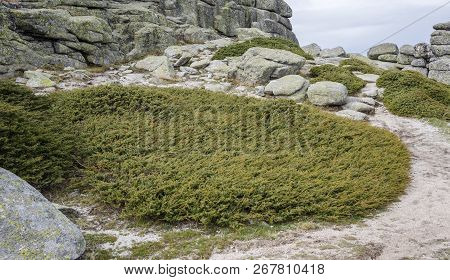 Common Juniper, Juniperus Communis Subsp. Alpina. Photo Taken Siete Picos (seven Peaks) Range, Guada