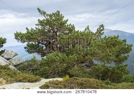 Scots Pine Forest And Padded Brushwood (cytisus Oromediterraneus And Juniperus Communis) In Siete Pi