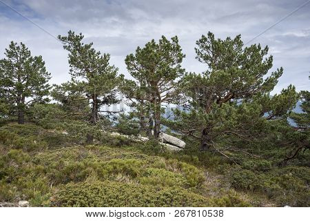 Scots Pine Forest And Padded Brushwood (cytisus Oromediterraneus And Juniperus Communis) In Siete Pi