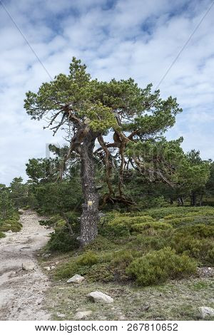 Scots Pine Forest And Padded Brushwood (cytisus Oromediterraneus And Juniperus Communis) In Siete Pi
