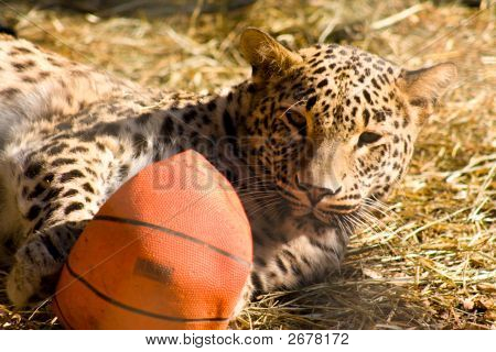 Gepard mit Ball