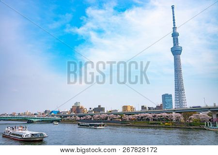 Tokyo, Japan - March 29, 2018: Tokyo Skytree Tower With Cherry Blossoms In Full Bloom At Sumida Park