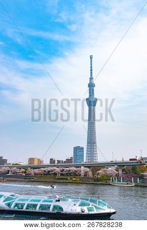 Tokyo, Japan - March 29, 2018: Tokyo Skytree Tower With Cherry Blossoms In Full Bloom At Sumida Park