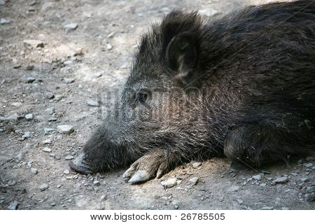 Un cinghiale stanco, sdraiato a terra