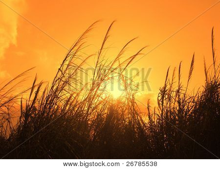 석양의 하늘 배경 위에 햇빛에 대하여 bulrushes.더 많은 일몰에 대 한 내 갤러리를 보세요.