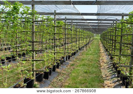 Indoor Bio Farming In Netherlands, Greenhouse With Rows Of Cultivated Black Currant Plants In Spring