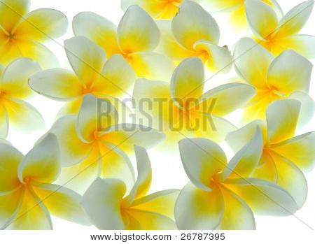tropikalnych kwiatów Frangipani na białym tle
