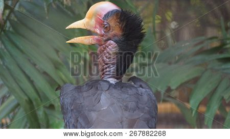 The helmeted hornbill is a very large bird in the hornbill family. It is found on the Malay Peninsul