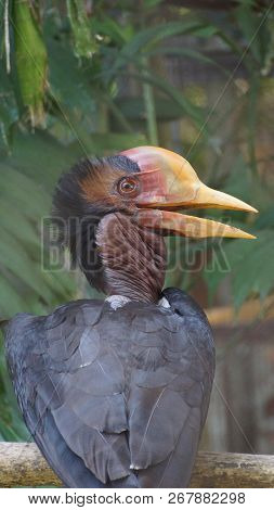 The helmeted hornbill is a very large bird in the hornbill family. It is found on the Malay Peninsul