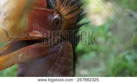 The helmeted hornbill is a very large bird in the hornbill family. It is found on the Malay Peninsul