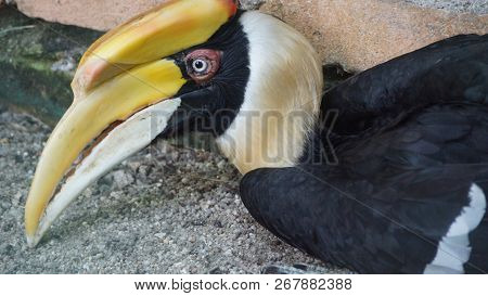 The great hornbill also known as the great Indian hornbill or great pied hornbill, is one of the lar