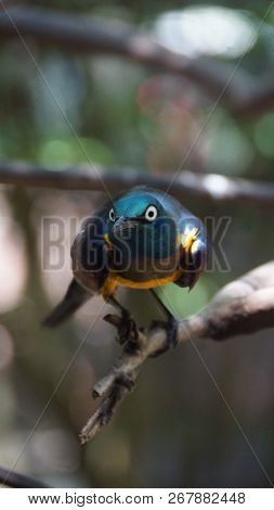 The golden-breasted starling is a small bird with a bright, blue tail and a blue back. It has a gree