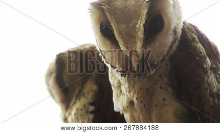 The Oriental Bay Owl Is A Type Of Bay Owl, Usually Classified With Barn Owls. It Is Completely Noctu