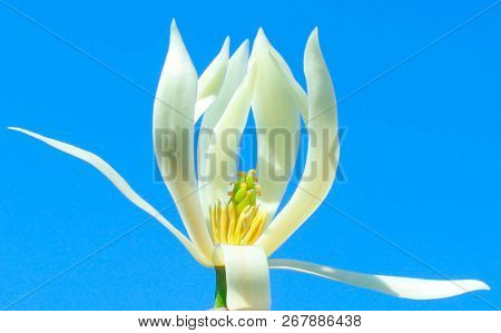 Champa Flower  Nice Smell  Flowers Are Blooming