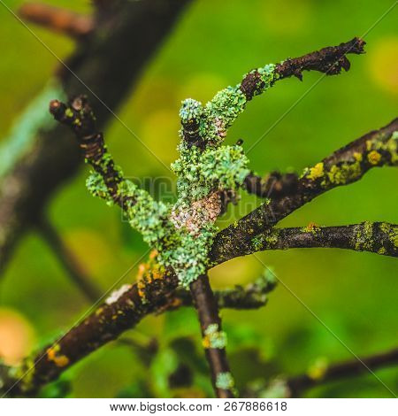 Lichen On The Bark Of A Tree. Lichen Grows On Birch