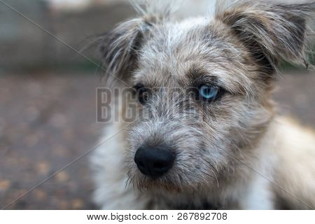 Dirty Dog With A Collar And Eyes Of Different Colors. Heterochromia