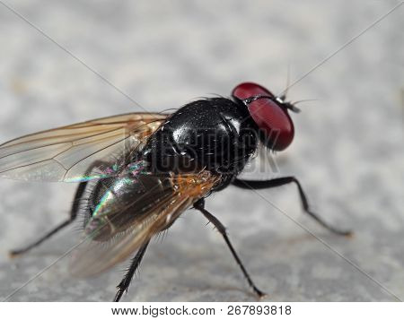 Macro Photography Of Noon Fly On The Floor