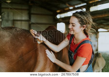 Girl brushing a chestnut horse