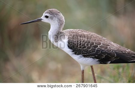 Portrait Of Bird Called Black Winged With A Long Beak And Long Tapered Legs