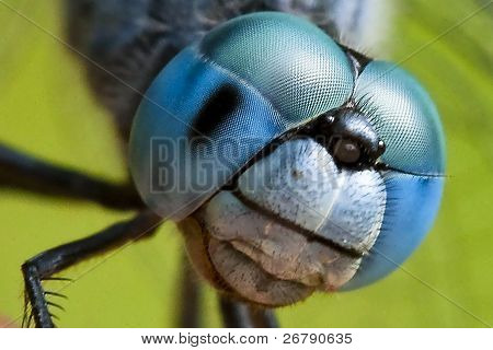 Libellula blu