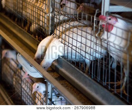 Breeding Broiler Chickens And Chickens, Broiler Chickens Sit Behind Bars In The Hut, Poultry House, 