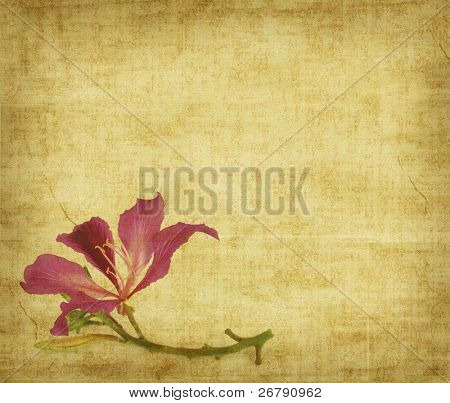 Bauhinia Blume auf abstract Grunge hintergrund