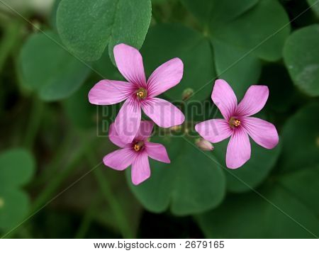 Aubriette