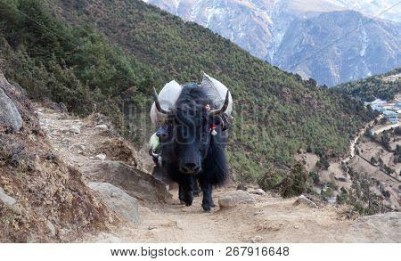 Caravan Of Yaks In The Nepal Himalaya