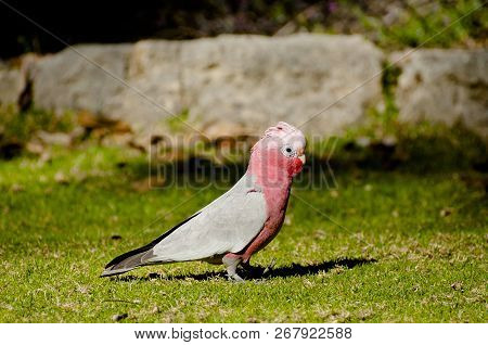 Galah Bird In City Park - Australia