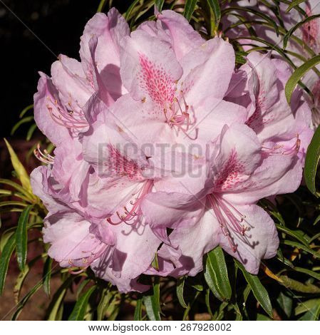 Rhododendron Ponticum Filigran (rhododendron Ponticum), Close Up