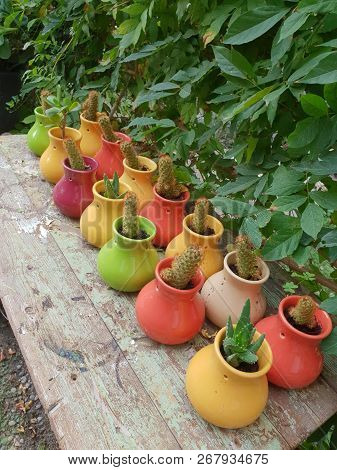 Colorful Flower Pots Containing Cacti Succulent Plants Beautifully Arranged In Lines In A Garden In 