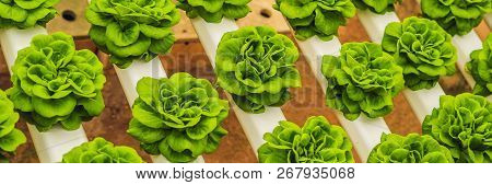 Fresh Lettuce Leaves, Close Up., Butterhead Lettuce Salad Plant, Hydroponic Vegetable Leaves. Organi