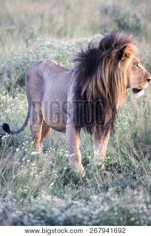 Lion (panthera Leo), Central Kalahari Game Reserve, Ghanzi, Botswana, Africa