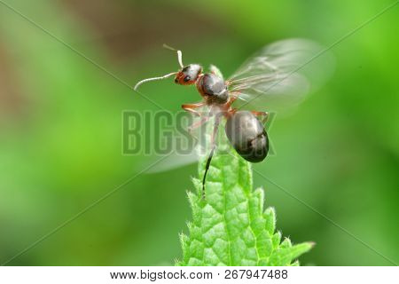 Macro Forest Ant With Wings The Queen Of The Ant