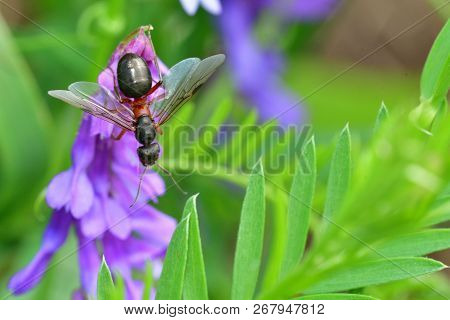 Macro Forest Ant With Wings The Queen Of The Ant