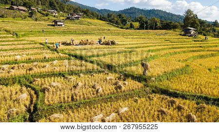 Farmers Harvest Rice Farm With Traditional Way By Manual Rice Threshing At Hamlet Name Ban Pa Pong P