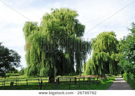 Weeping willows