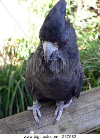 Red_cockatoo